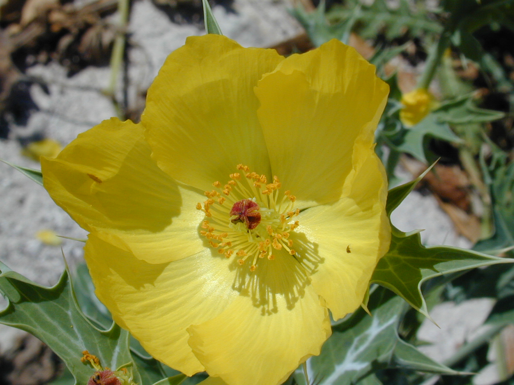 Papaveraceae Argemone mexicanum