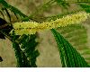image of Albizia berteroana