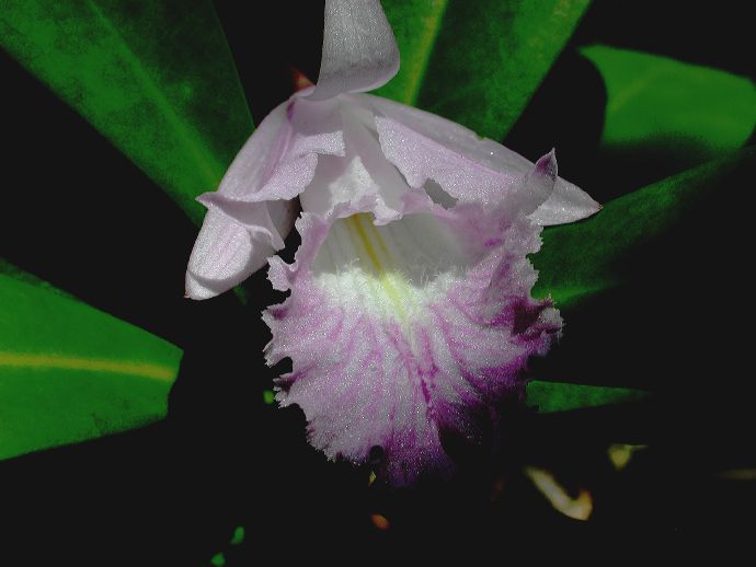 Orchidaceae Broughtonia domingensis