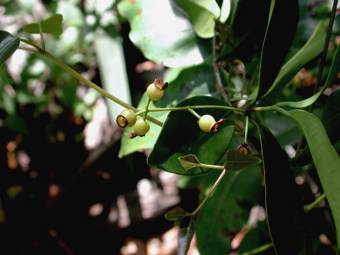 Myrtaceae Calyptranthes syzygium
