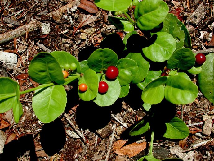 Celastraceae Crossopetalum rhacoma
