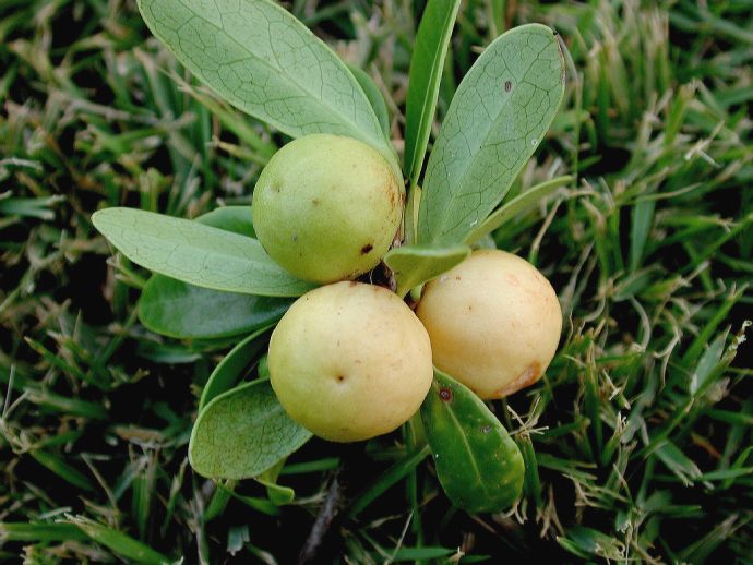 Celastraceae Elaeodendron xylocarpum