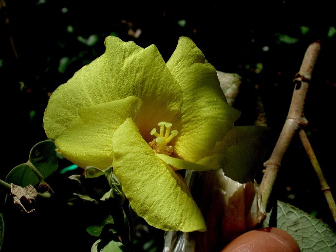 Malvaceae Hibiscus pernambucencis