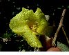 image of Hibiscus pernambucencis