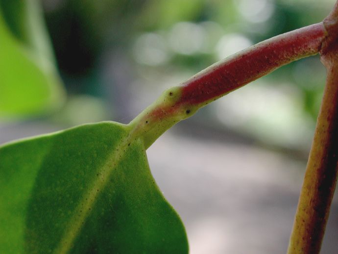 Combretaceae Laguncularia racemosa