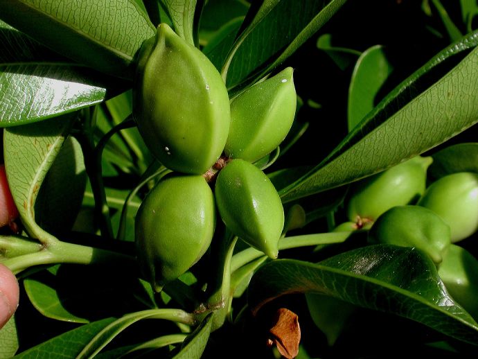 Apocynaceae Ochrosia 