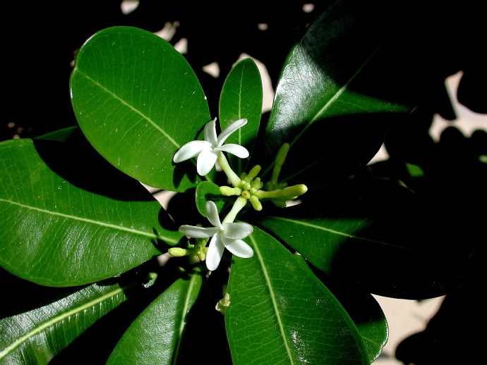 Apocynaceae Ochrosia 