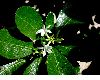 image of Ochrosia 