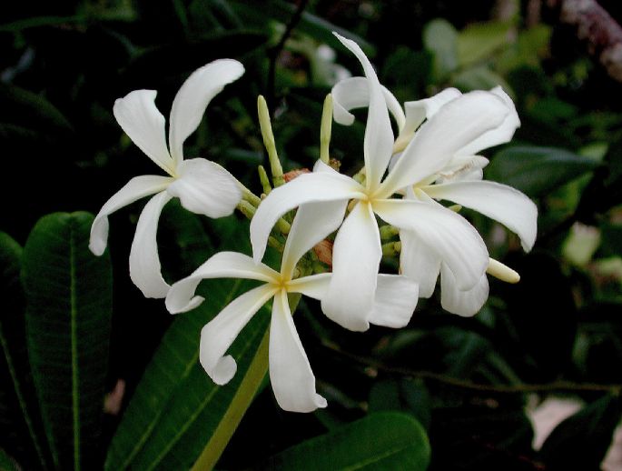 Apocynaceae Plumeria obtusa
