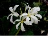 image of Plumeria obtusa