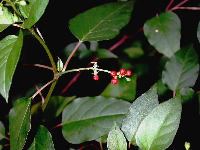 Phytolaccaceae Rivina humilis