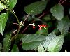 image of Rivina humilis