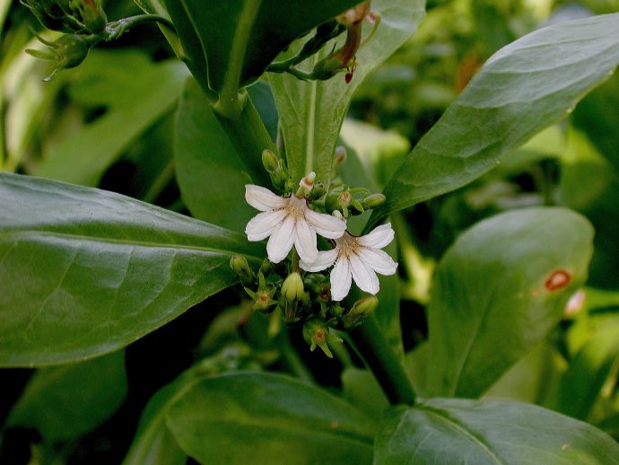 Goodeniaceae Scaevola 