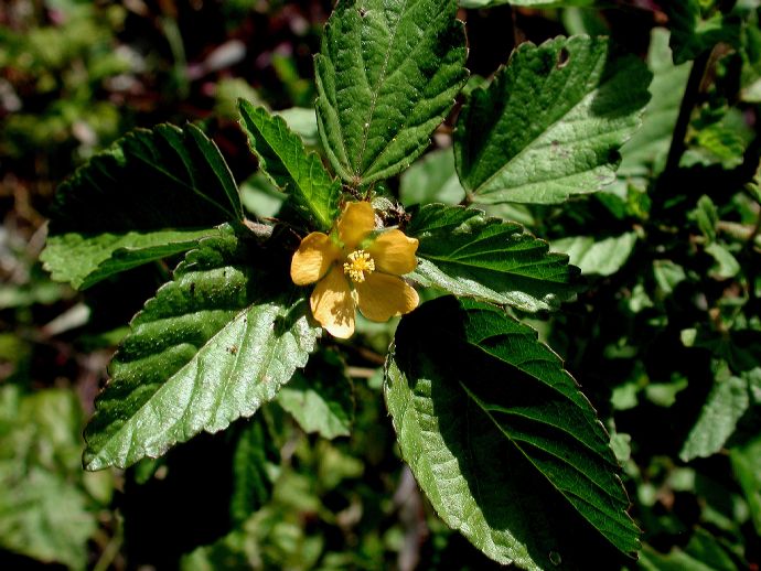 Malvaceae Sida acuta