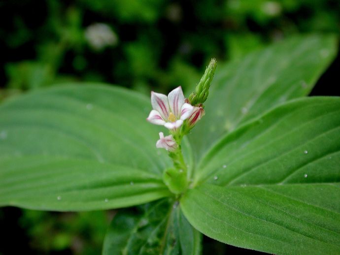 Loganiaceae Spigelia anthelmia