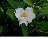 image of Tabebuia heterophylla