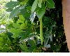 image of Tabebuia heterophylla