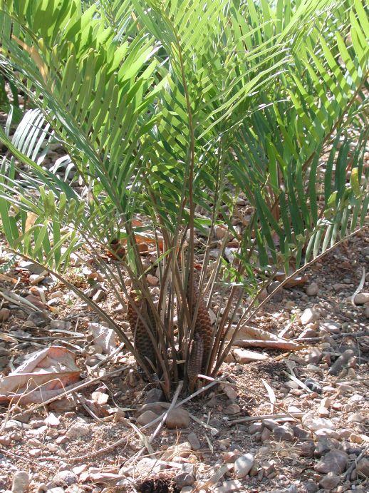 Zamiaceae Zamia pumila