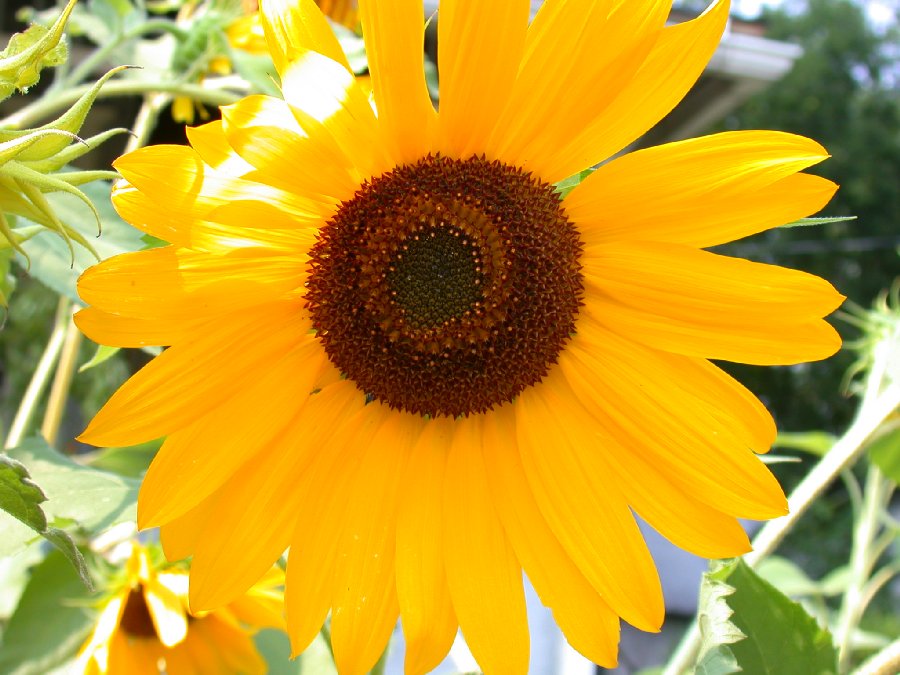Asteraceae Helianthus annuus