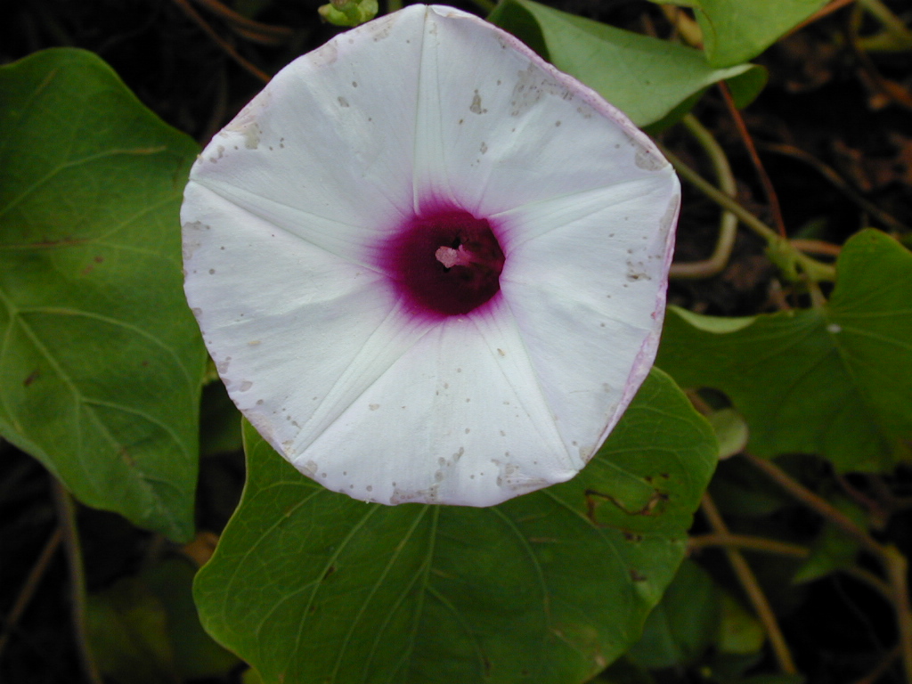 Convolvulaceae Ipomoea 