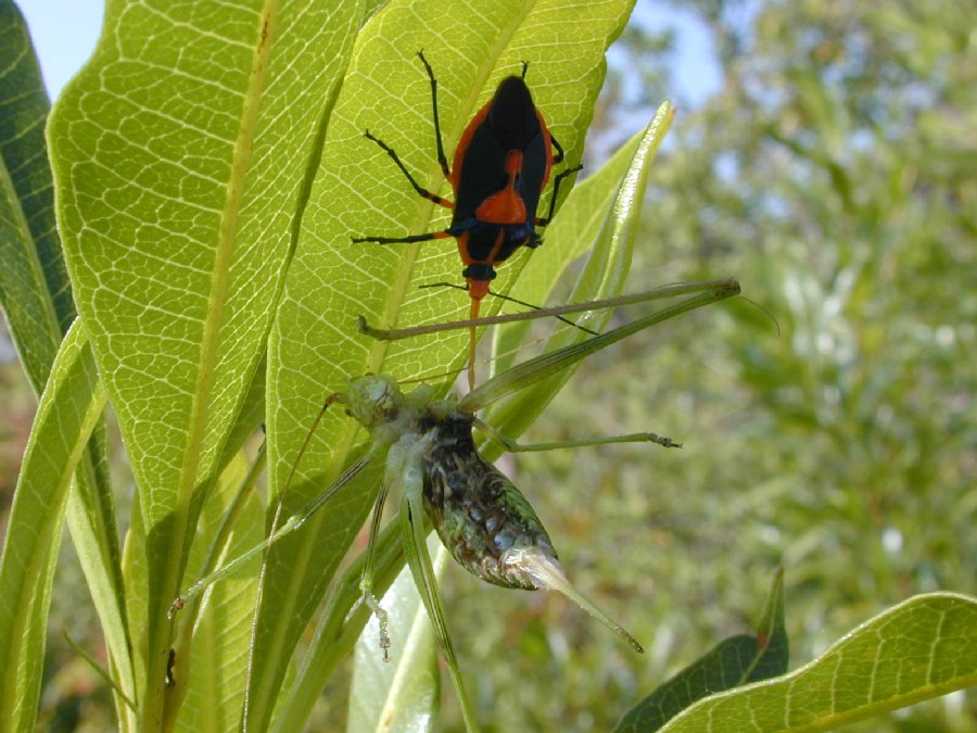 Pentatomidae  