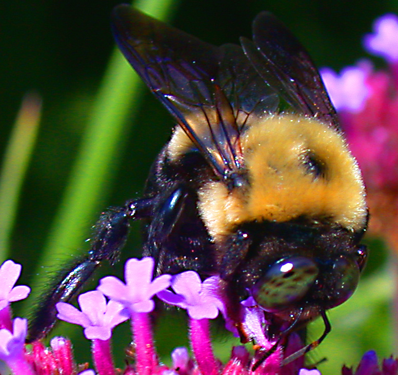 Apidae Xylocopa 