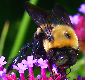 image of Xylocopa 