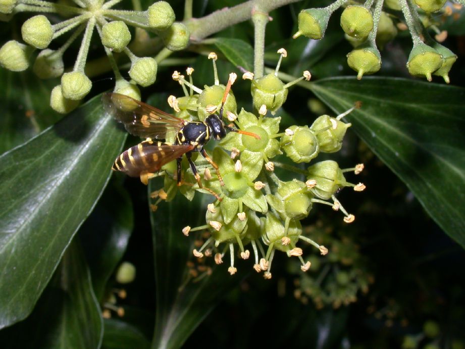 Vespidae Polistes dominula
