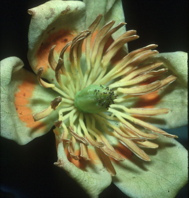 Magnoliaceae Liriodendron tulipifera