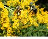 image of Bombus 