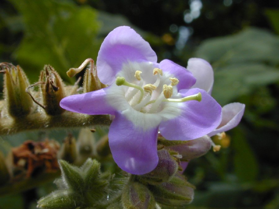 Hydrophyllaceae Wigandia urens