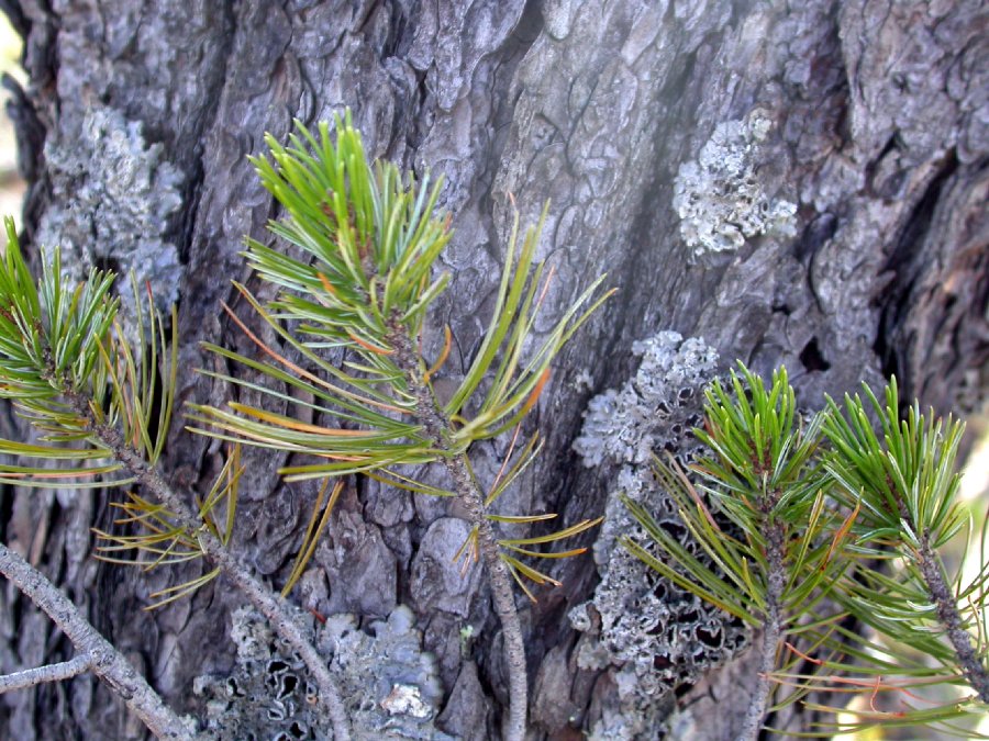 Pinaceae Pinus cembroides