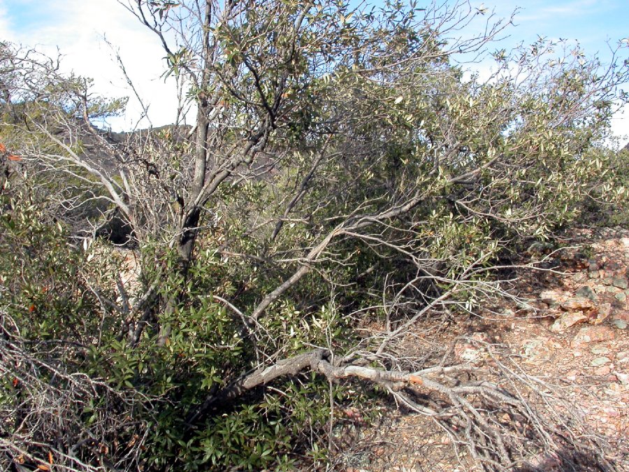 Fagaceae Quercus hypoleucoides