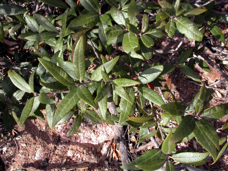 Fagaceae Quercus hypoleucoides