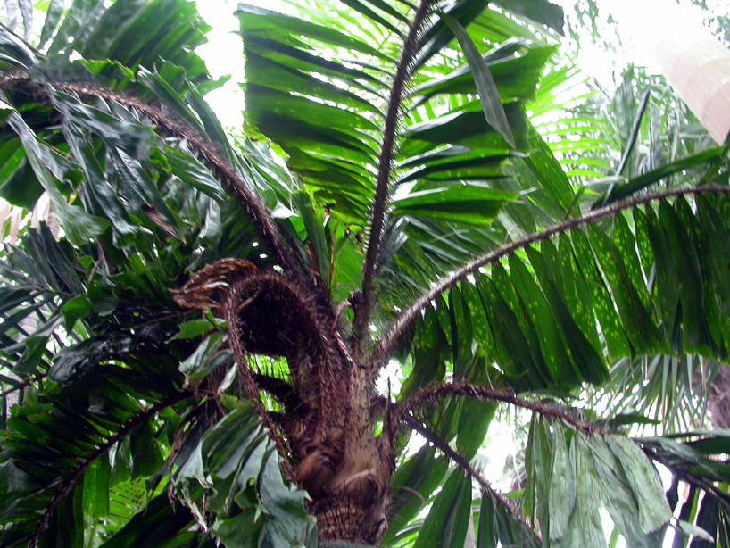 Arecaceae Aiphanes minima