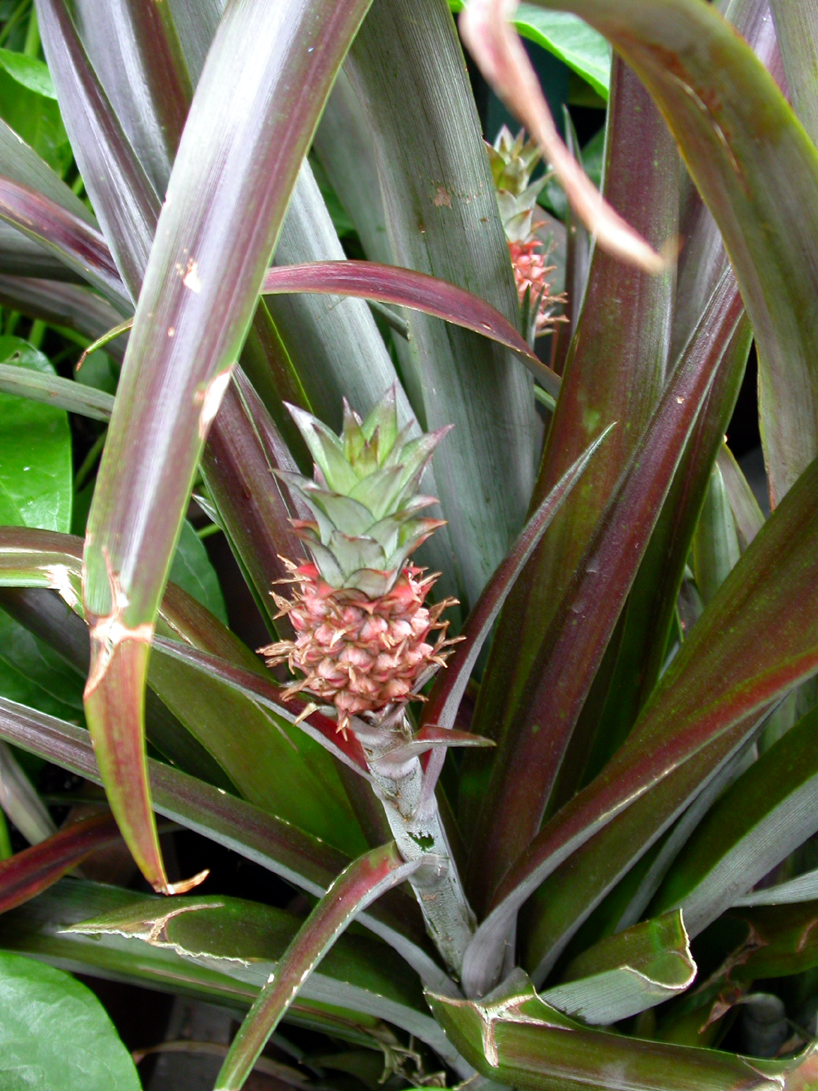 Bromeliaceae Ananas comosus