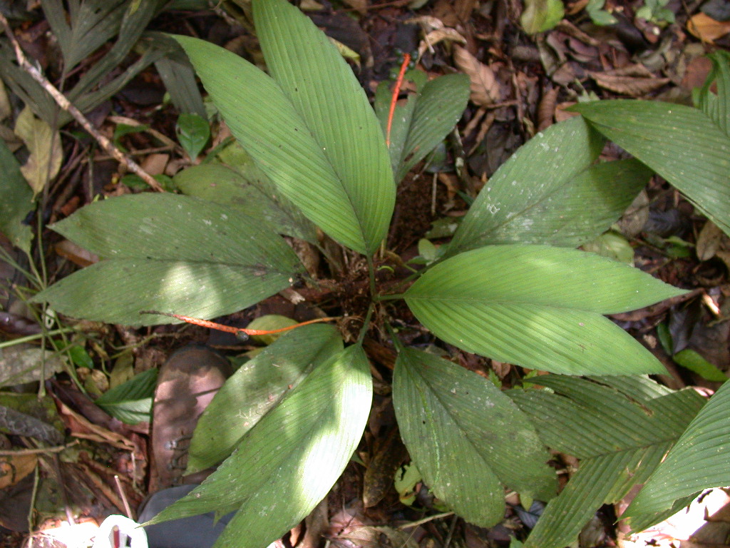 Arecaceae Chamaedorea sullivaniorum