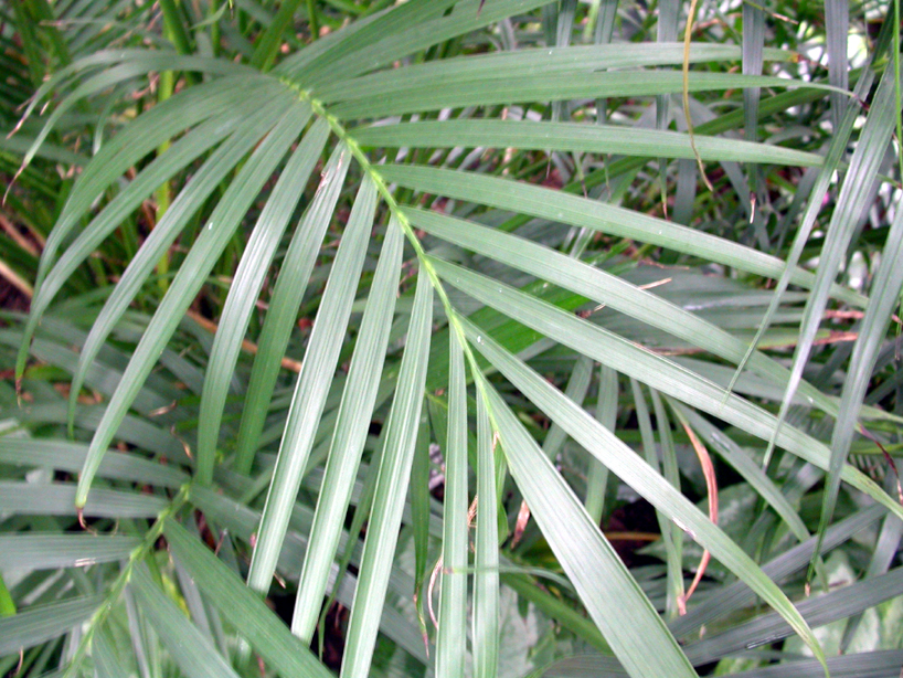 Arecaceae Chamaedorea cataractarum