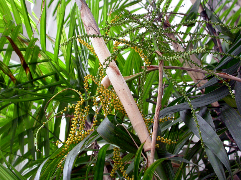 Arecaceae Chamaedorea elegans