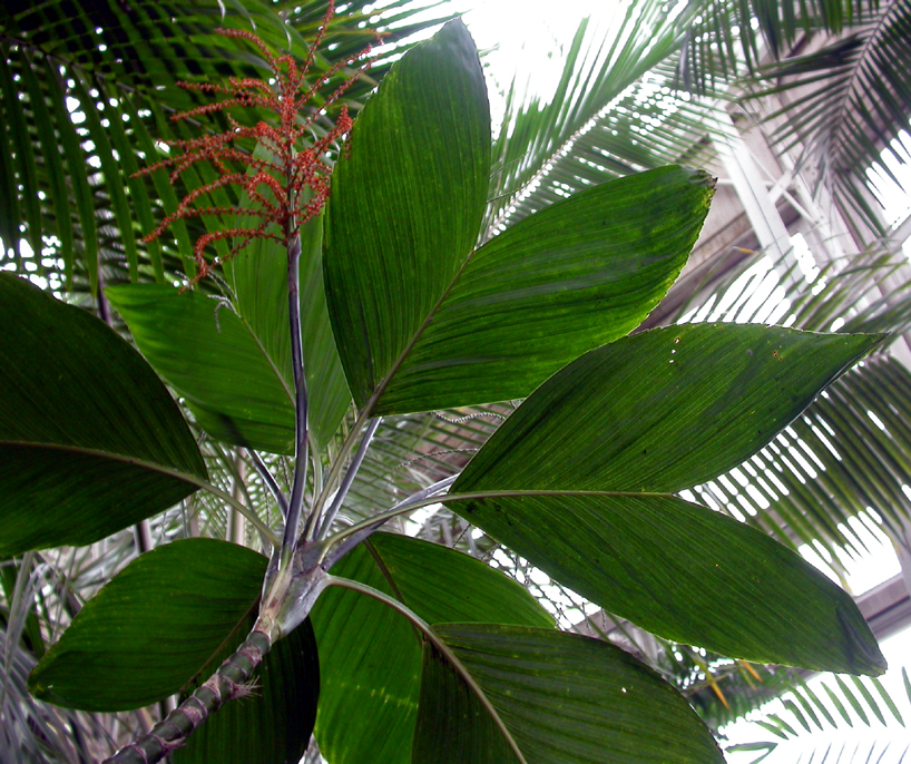 Arecaceae Chamaedorea ernesti-augustii