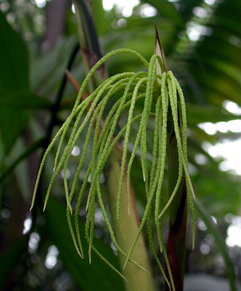 Arecaceae Chamaedorea neuroclamys
