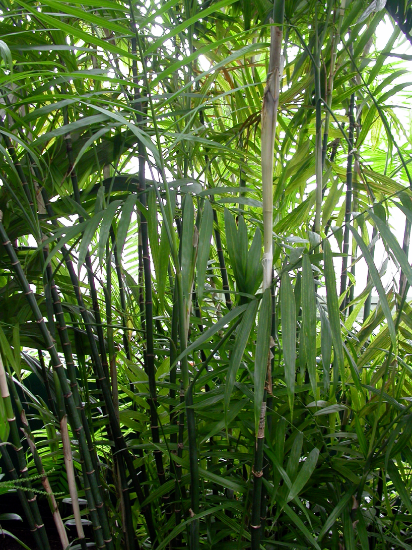 Arecaceae Chamaedorea polchultensis