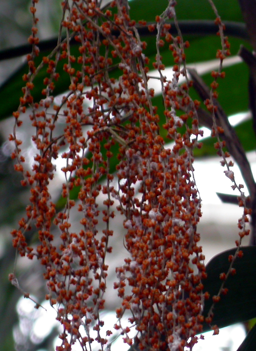 Arecaceae Chamaedorea sartorii