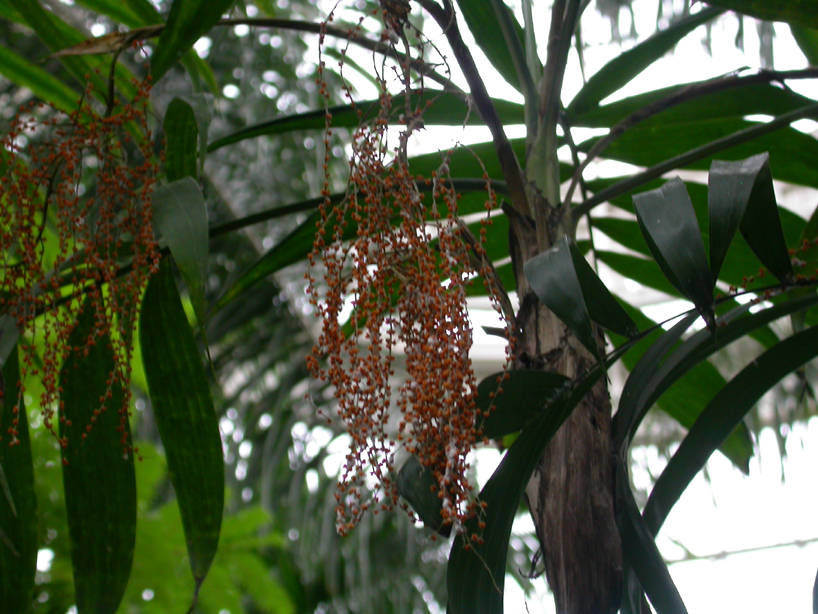 Arecaceae Chamaedorea sartorii