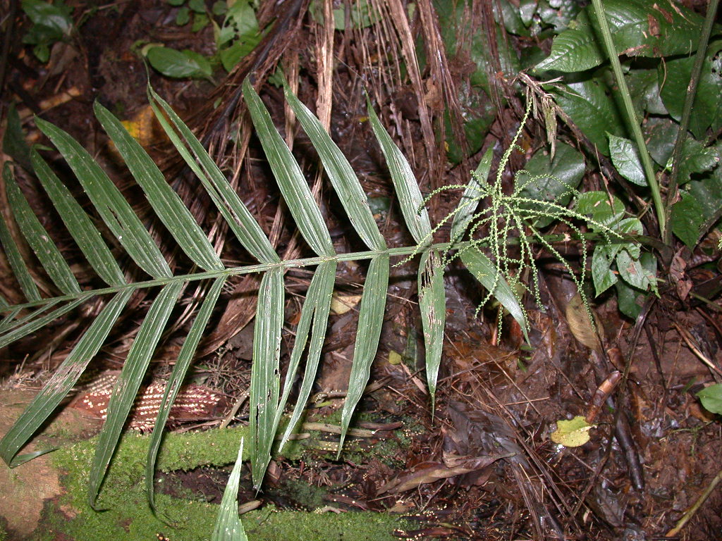 Arecaceae Chamaedorea scheryi
