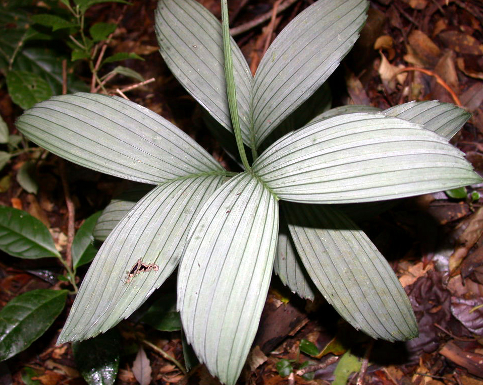 Arecaceae Chamaedorea verecunda