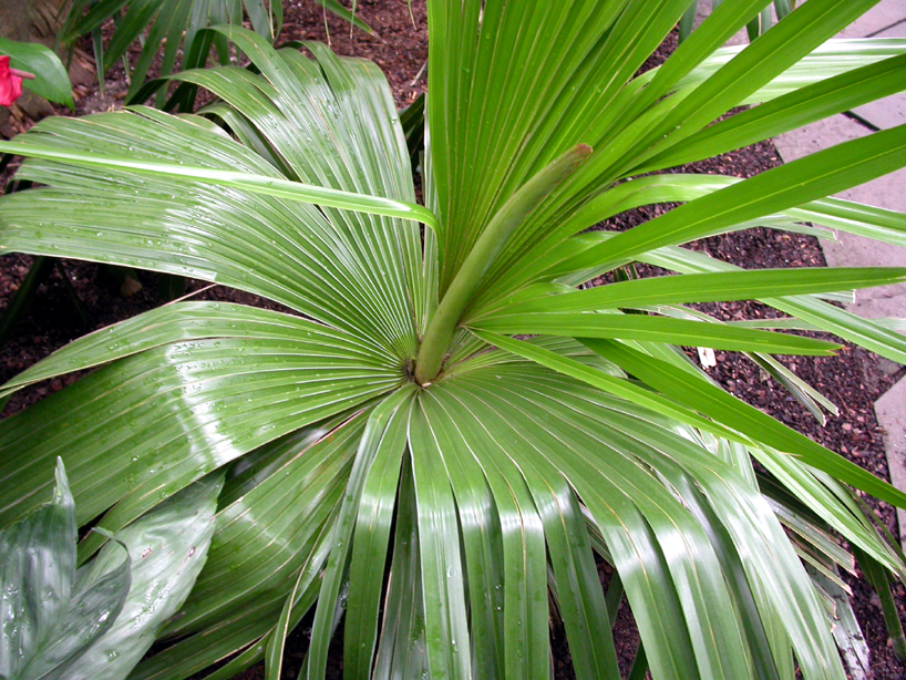 Arecaceae Copernicia macroglossa
