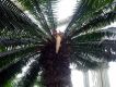 image of Dioon spinulosum