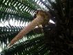image of Dioon spinulosum