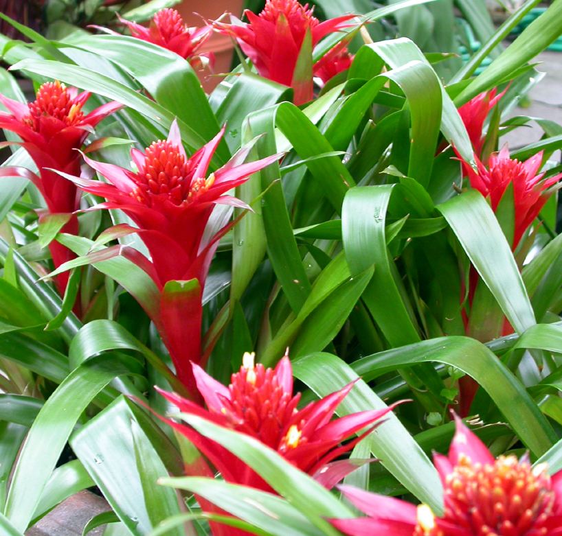 Bromeliaceae Guzmania 